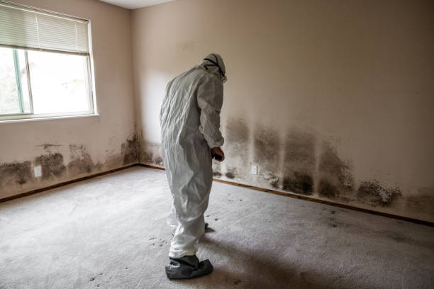 Best Biohazard Mold Removal  in East Rockaway, NY